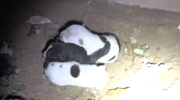puppies1