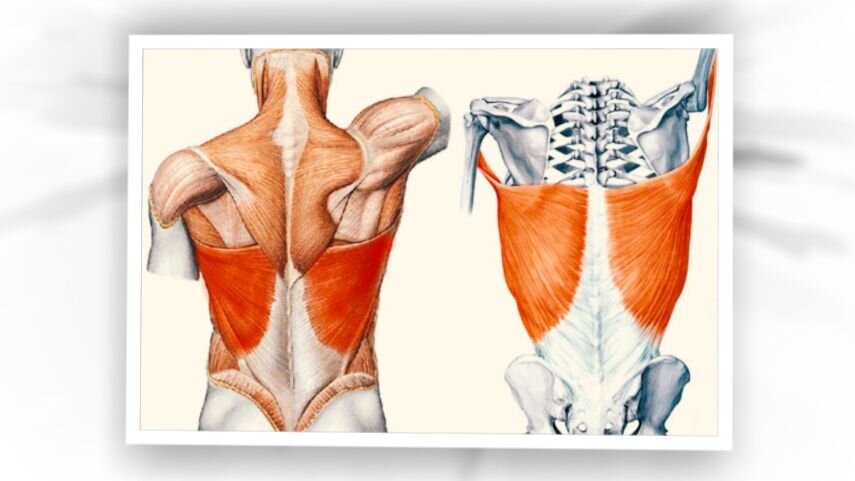 Вот с каким замысловатым мышц переплетением мы имеем дело // коллаж автора, изображение prima-vertebra.com
