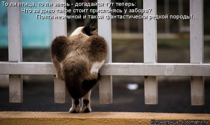 Лучшие котоматрицы за прошедшую неделю