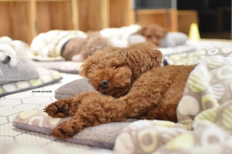 Фотографии спящих щенков в детском саду для собак покорили интернет жизнь,позитив,собаки,фотографии,щенки