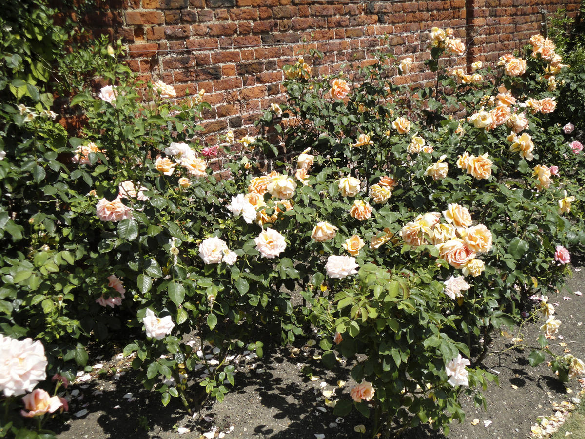 Почему не цветут розы: 7 возможных причин дача,сад и огород,цветоводство