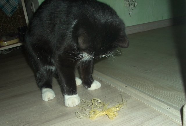 Что же выберет котенок ? животные, котенок, котенок играет, коты, питомцы