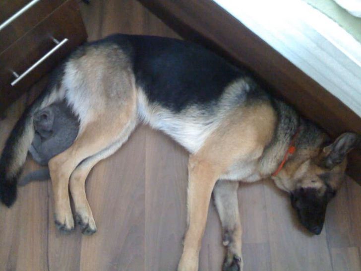 20+ примеров того, как кошки и собаки нашли друг в друге лучших друзей 20+ примеров того, как кошки и собаки нашли друг в друге лучших друзей