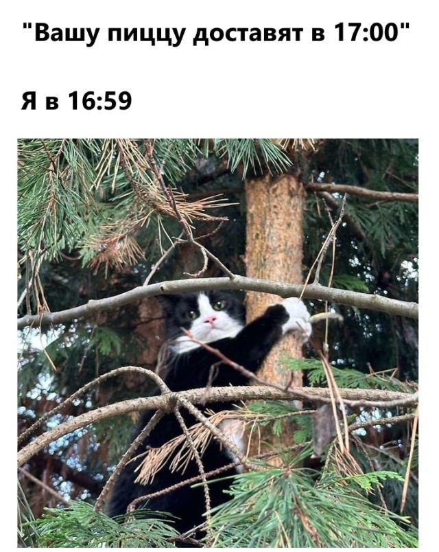 Смешные и забавные котоМЕМЫ  