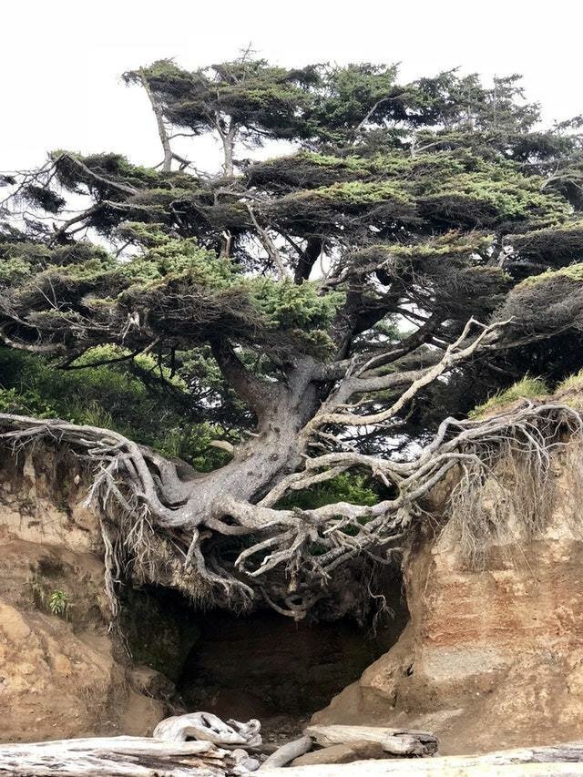 Корневые системы, в реальность существования которых отказываешься верить деревья,интересное,корни,природа