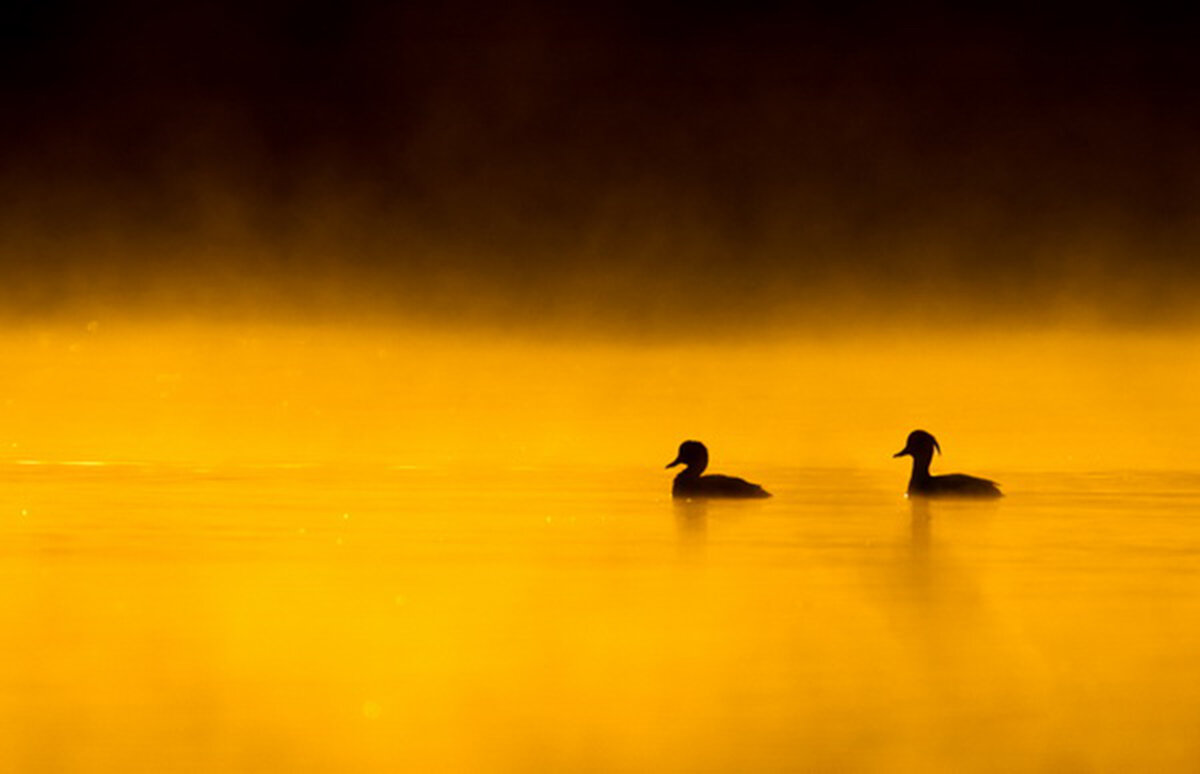„Tufted Ducks in morning light”.           Фото: Andreas Kanon