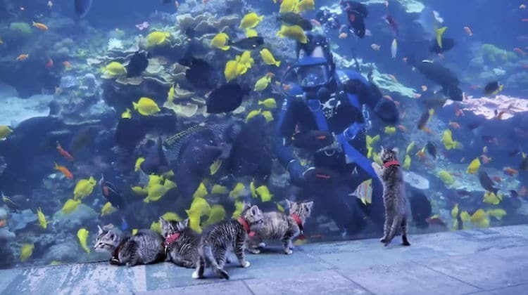 Аквариум Джорджии приглашает котят и щенков на экскурсии во время карантина 