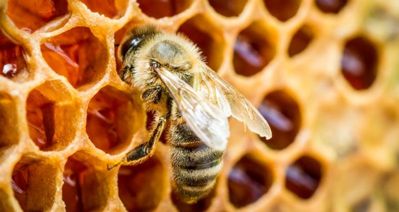Что такое «пьяный» мед и чем он опасен для человека