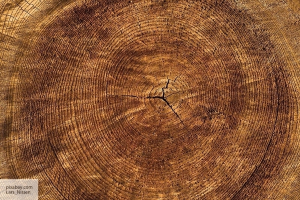 Сосну – китайцам: Россия может крупно заработать на поставках в КНР