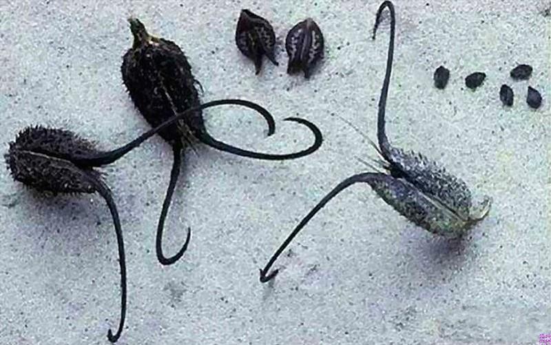 Самые жуткие растения в мире, которые растут, возможно, у вашего дома Самые жуткие растения в мире, которые растут, возможно, у вашего дома природа,растения,цветы