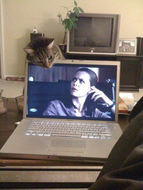 Позитивчик в забавных картинках Позитивчик в забавных картинках