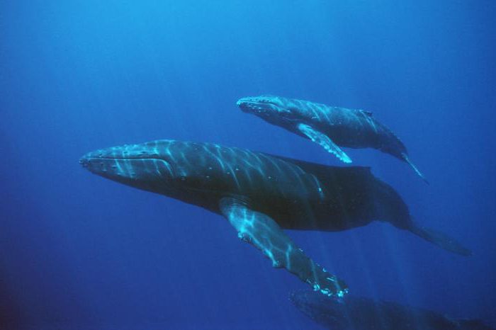 Кит — это рыба или млекопитающее? Интересные факты о китах