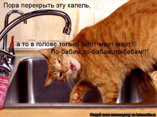 Рыжая котоматрица (12 шт)