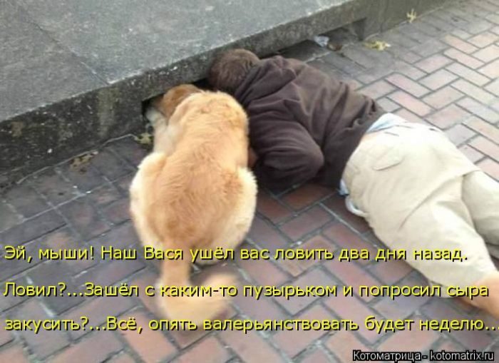 Лучшие котоматрицы за прошедшую неделю