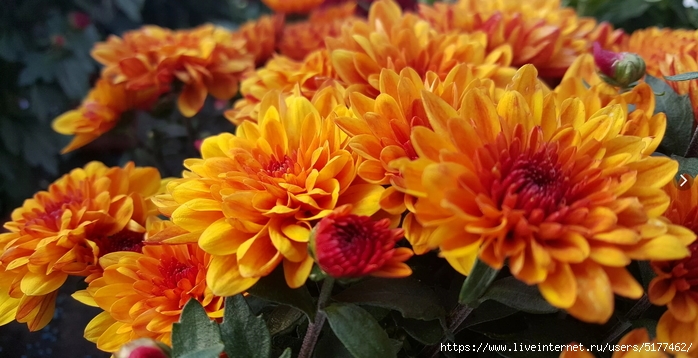 5177462_Image_24 (700x358, 219Kb)