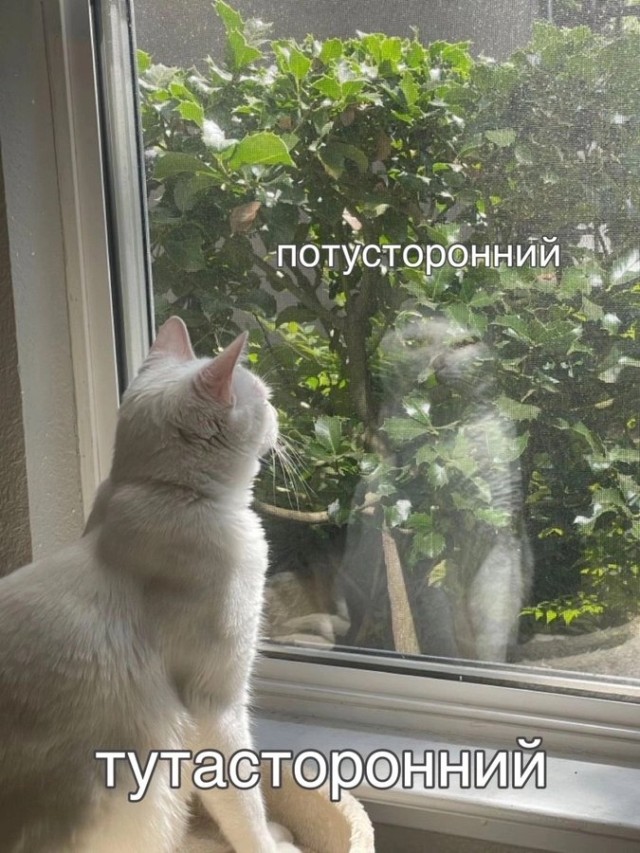 Смешные и забавные котоМЕМЫ  