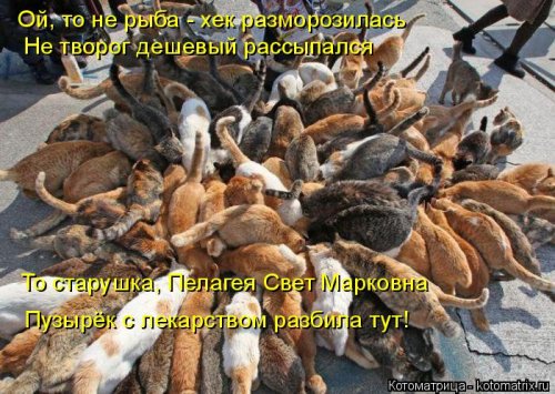 Рыжая котоматрица (12 шт)