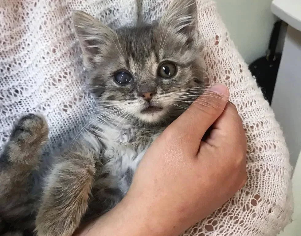 Без кота и жизнь не та