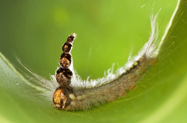 Гусеница, носящая на голове... головы