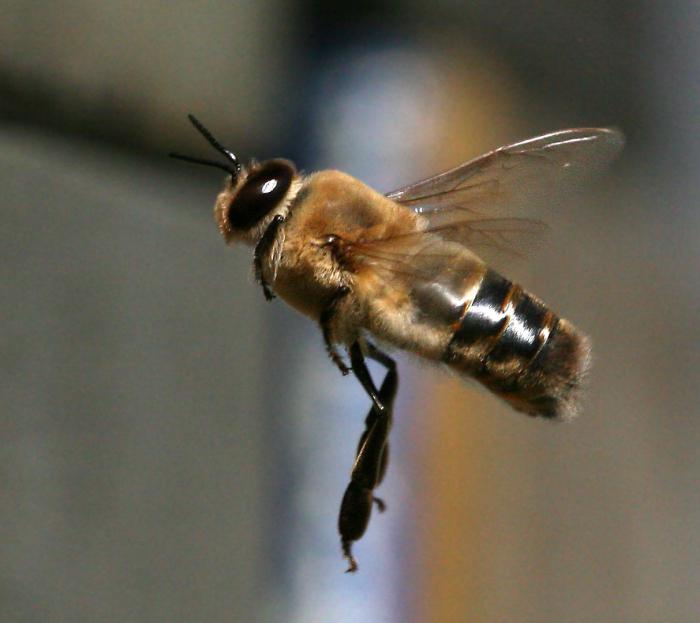 Трутень — это самец пчелы