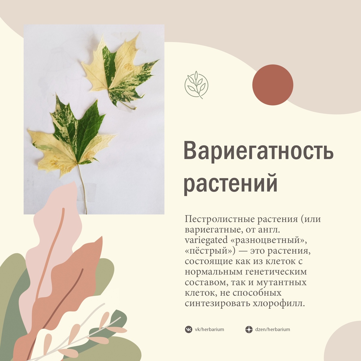 Растения с белыми пятнами. Почему они такие и как это происходит? Растения с белыми пятнами. Почему они такие и как это происходит? растения, растений, вариегатные, могут, более, такие, долларов, Wikimedia, частях, также, участки, окраски, природе, состояние, пестролистность, необычные, может, шерсти, считаются, депигментация