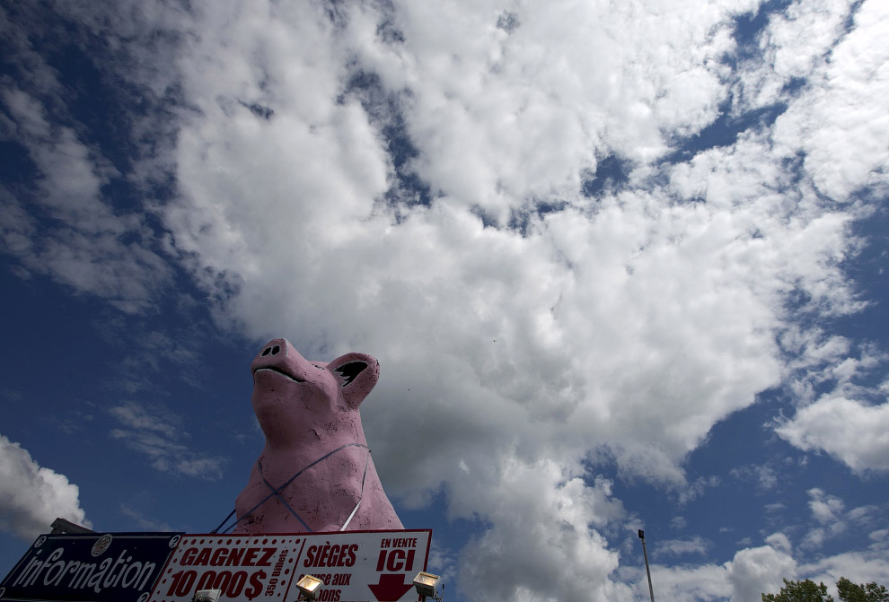 Как прошел свинский фестиваль в Квебеке Как прошел свинский фестиваль в Квебеке