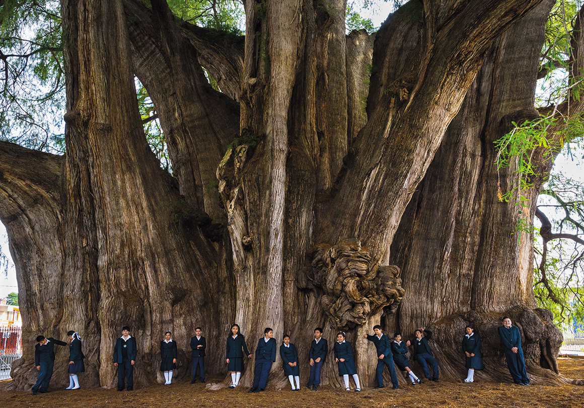 From <em&gtWise Trees</em&gt.