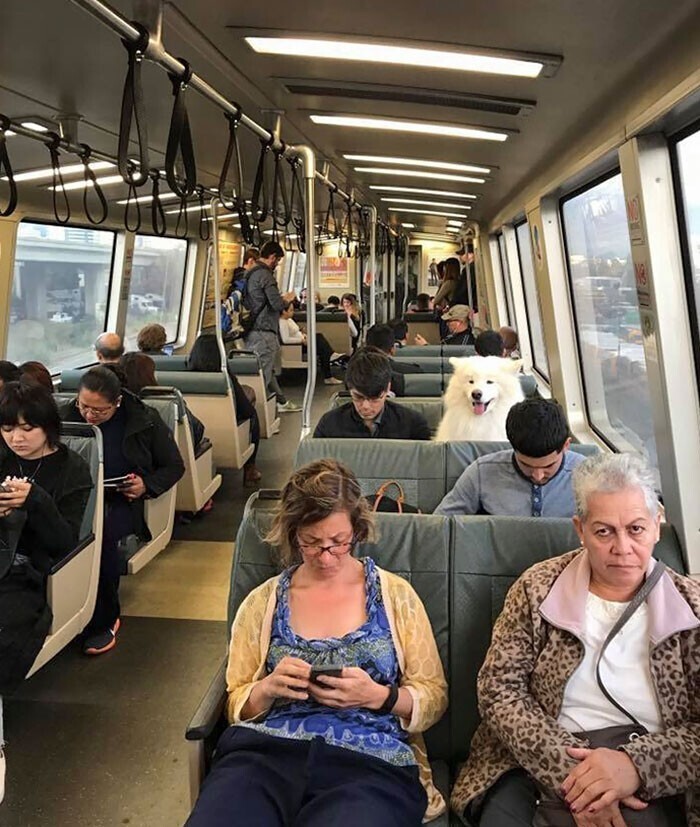 Ещё 15 милейших животных-путешественников метро», такого, японском, сидит, метро, «Впервые, необычного, ребеночка», Сколько, удовольствия, «Кажется, ктото, хочет, подружиться», «Встретил, пассажира, сегодняшней, мальчик, поездок, Читать