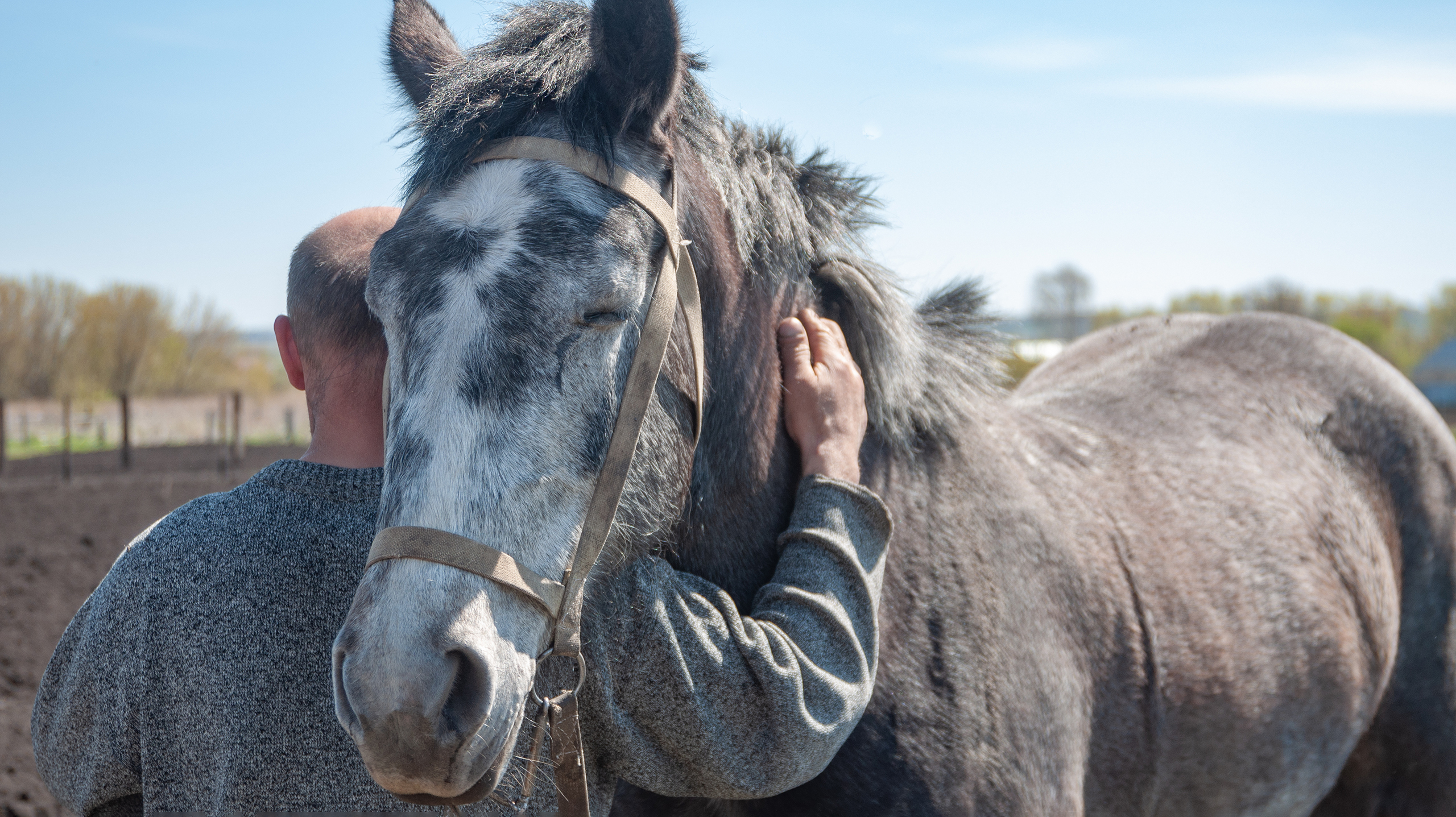 5 интересные фактов о лошадях лошади, лошадей, лошадь, животные, находки, особенно, видит, почти, лучше, своим, становясь, настоящим, мудрецом, символом, говорят, зверей, существ, мифических, накапливает, изображениями