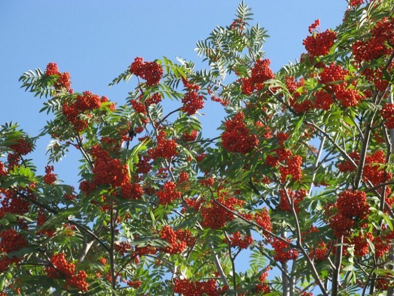Край вулканов: Петропавловск-Камчатский 