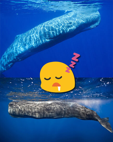 взрослые киты могут спать и дышать, дрейфуя у поверхности