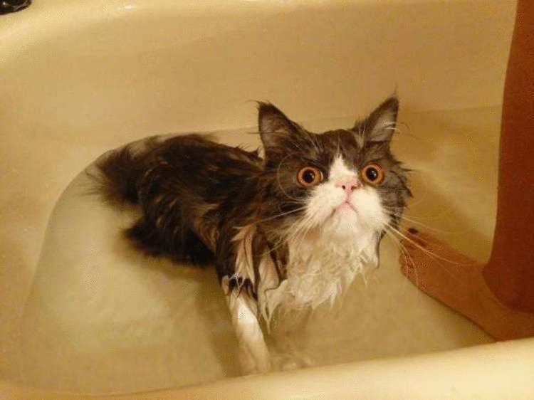 Кто сказал, что коты не любят воду картинки,супер