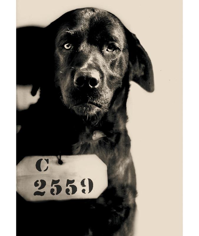 Как пёс по кличке Пеп в 20-е годы был приговорен к пожизненному заключению животные,криминал,курьезы,общество