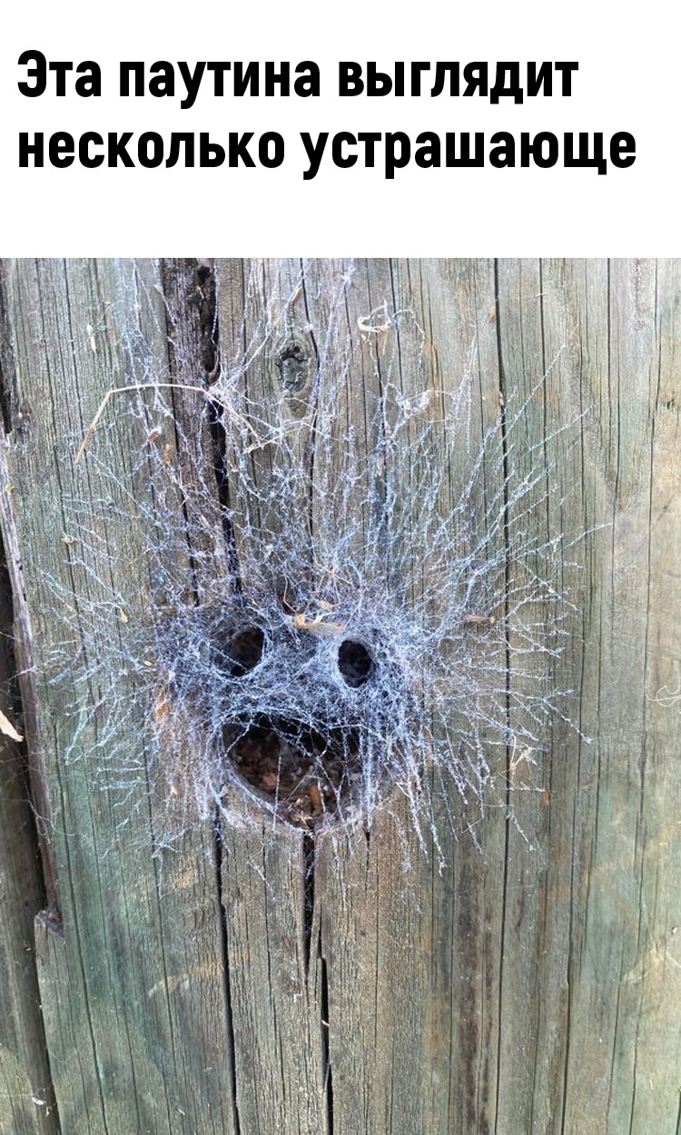 Юмор из интернета 628 Юмор из интернета 628 позитив,смех,улыбки,юмор