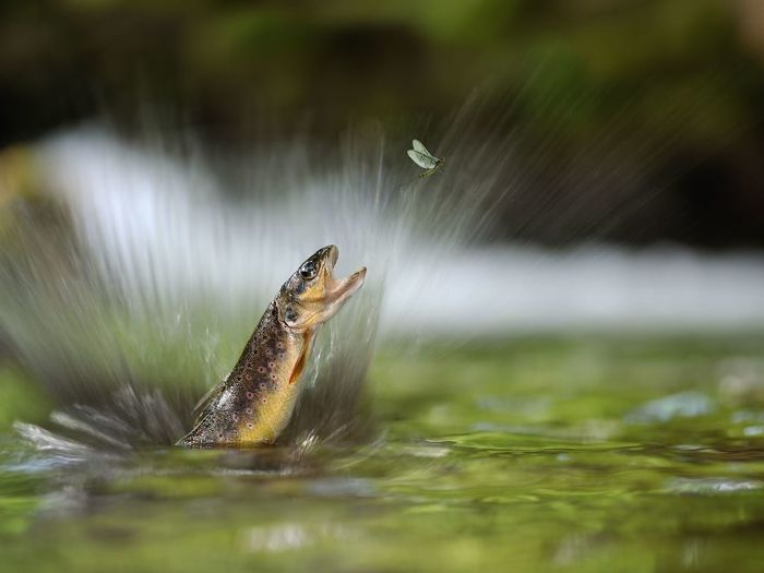 20 захватывающих фотографий от лучших фотографов конкурса Siena International Photo Awards 20 захватывающих фотографий от лучших фотографов конкурса Siena International Photo Awards