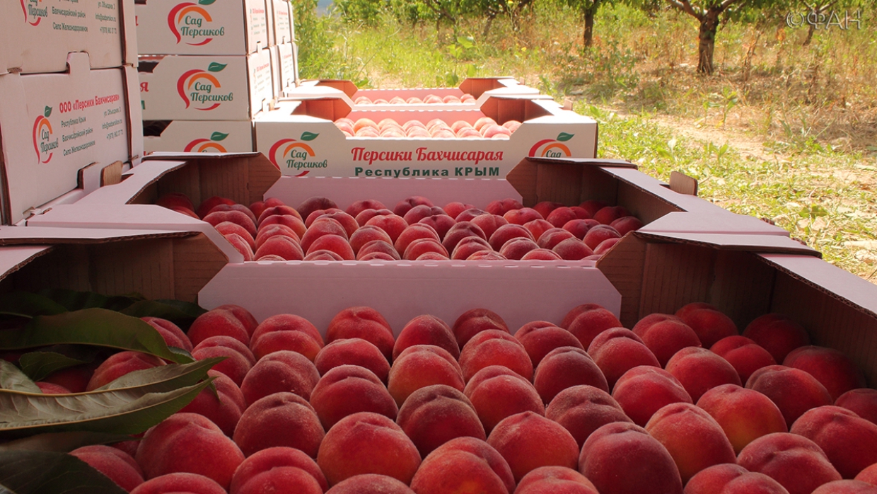 Крымские черешня и персики скоро появятся на прилавках Москвы Крымские черешня и персики скоро появятся на прилавках Москвы Общество