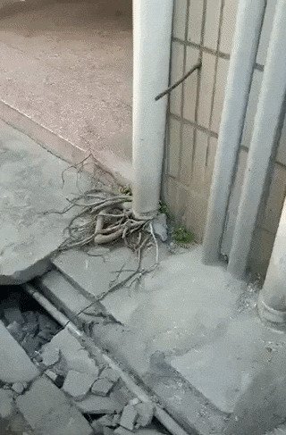 Шутки за 300 от матушки-природы Шутки за 300 от матушки-природы деревья ,интересное, природа , природные явления, растения, шутки