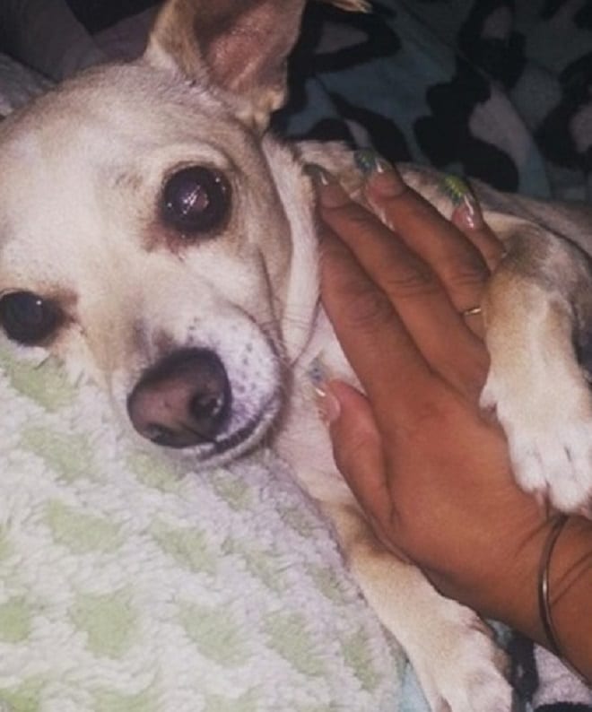 Собака и рука