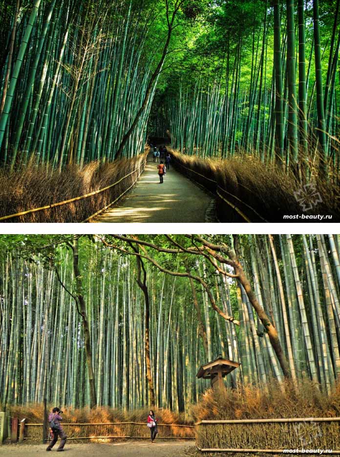 Бамбуковая роща Сагано - одно из самызх красивых мест Японии. CC0