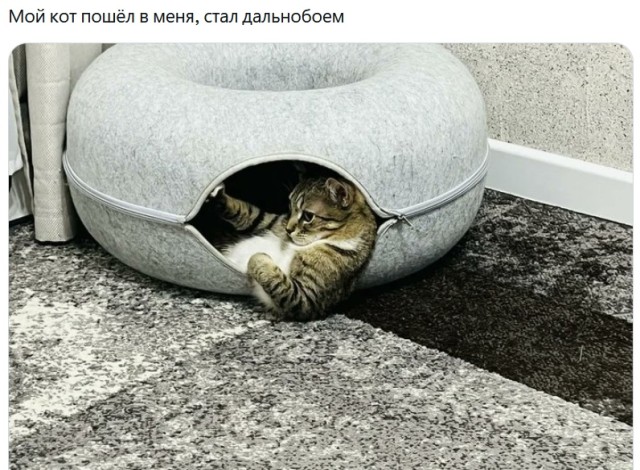 Смешные и забавные котоМЕМЫ  