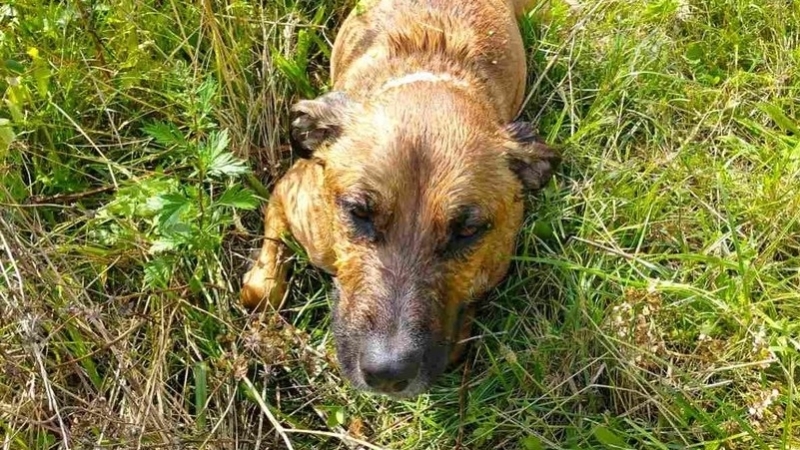 Жительница Калининграда спасла и выходила тонувшую в колодце собаку