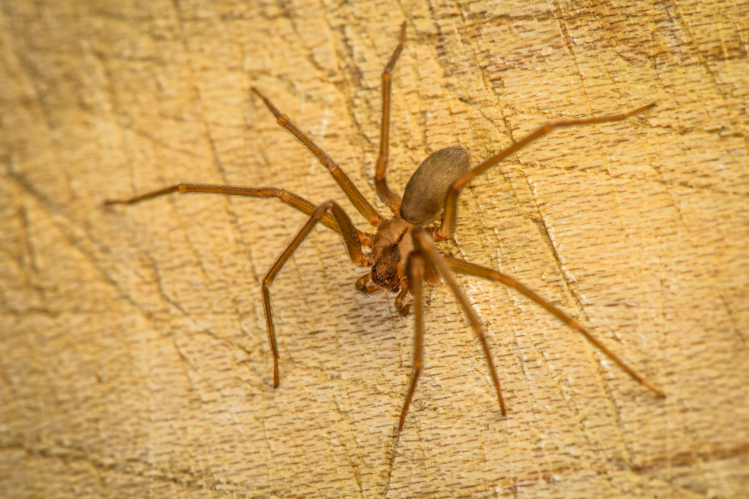 ТОП-10 самых смертоносных организмов на вашем заднем дворе дача,насекомые,огород,опасность,растения,сад