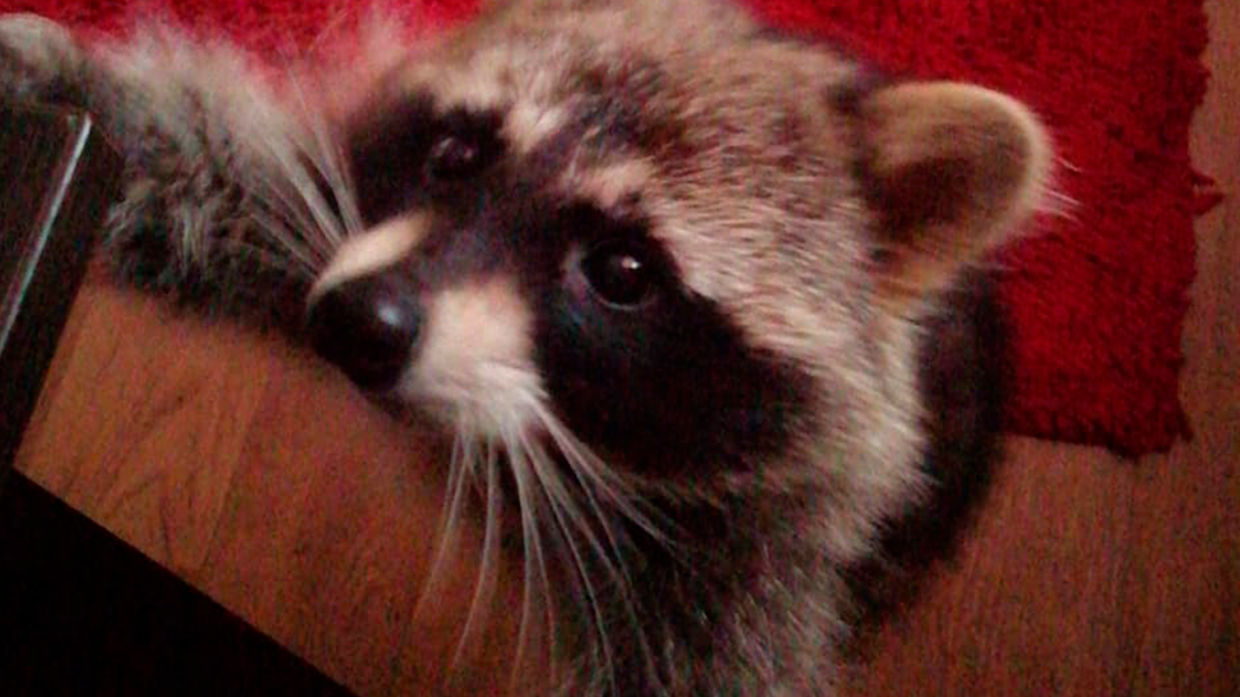 Житель Мурманска заснял «танцующего» на подоконнике енота