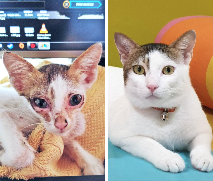 20+ доказательств того, что подарить бездомным животным новую жизнь — бесценно животные,жизнь,общество,приюты