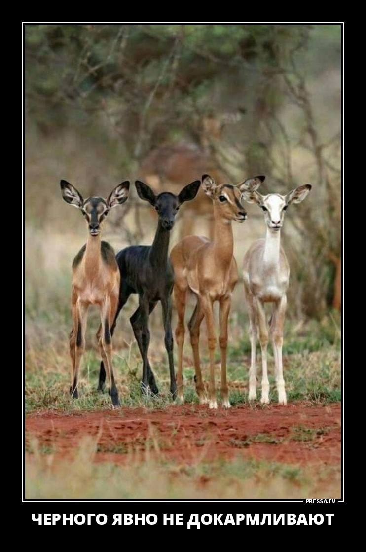 Веселые жизненные демотиваторы Веселые жизненные демотиваторы