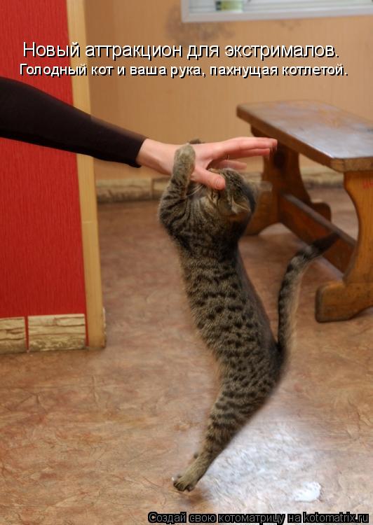 Уфф!!! Ну наконец-то! Котоматрицы великолепные, каждая с доброй улыбкой!!!