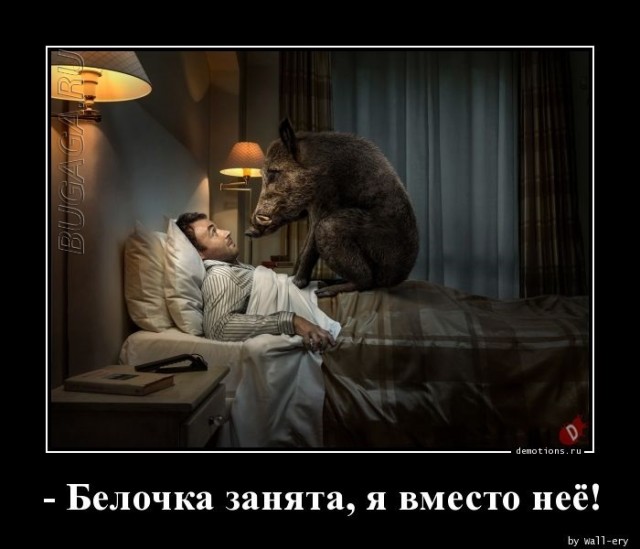 Демотиваторы дня: «У бобра подозрительно много секретов…»  