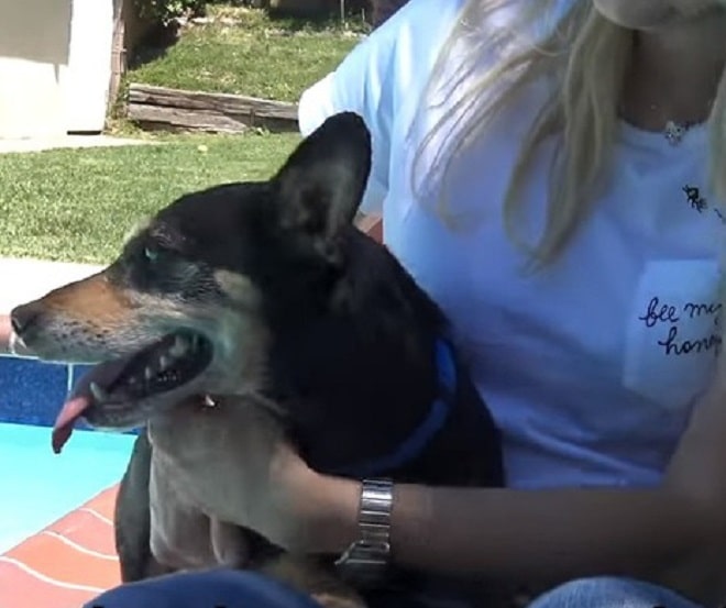 Собака с хозяйкой