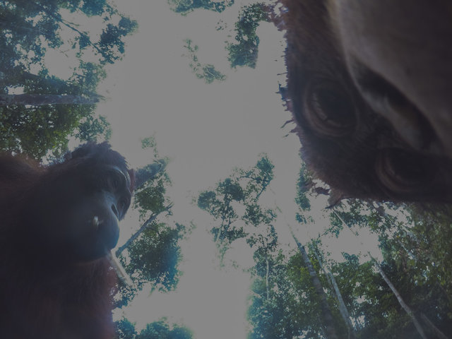 orangutang-ukral-kameru-u-turista-i-sdelal-mnozhestvo-selfi_003