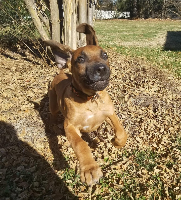 Подслушано... теперь истории про пёселей Подслушано... теперь истории про пёселей